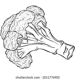 Broccoli lies. Hand drawn vector illustration with black outline isolated on white background. Collection of fresh vegetables. Applicable for restaurant menu, coloring book, print.
