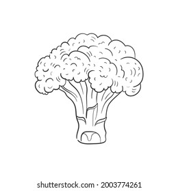 Broccoli Line vector illustration. Detailed Food icon for mobile concept, print, menu, and web apps. For for restaurant, bar, vegan, healthy and organic food, market, farmers market.