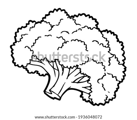 broccoli line vector illustration,
isolated on white background.top view
