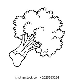 broccoli line vector illustration,isolated on white background,top view