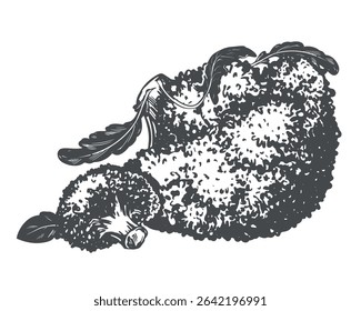 Brócolis deitado na mesa. Esboço vetorial do repolho e pedaços a tinta. Imitação da antiga técnica de gravação. Desenho preto e branco da couve-flor com folhas no fundo branco.