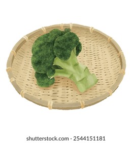 Broccoli on a bamboo colander Watercolor Illustration