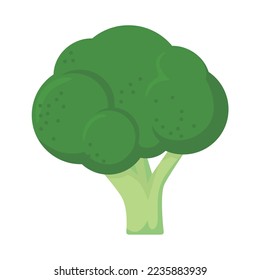 broccoli on a white background