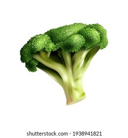 Broccoli on white background, realistic illustration, vector graphics