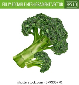 Broccoli on white background. Vector illustration