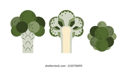 Broccoli organic product top view cross section. Vegetable plant flat vector style illustration. 