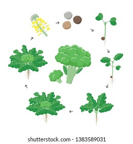 stages of growing broccoli