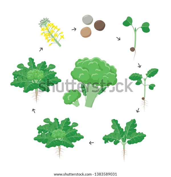 Broccoli Plant Growth Stages Infographic Elements Stock Vector (Royalty ...