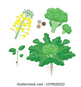 Broccoli plant life cycle, growing stages, set of elements in flat design isolated on white background. Broccoli growth infographic elements.