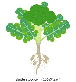 Broccoli plant with roots on a white background.