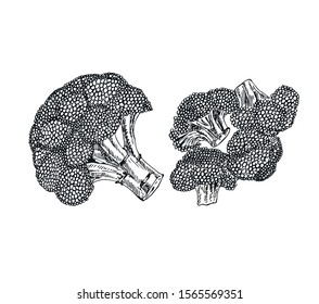Broccoli set in line art style.