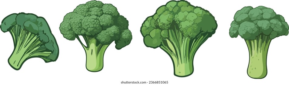 Broccoli set. Single and group, whole and cut. Farm fresh eco and healthy vegetables collection. Vector illustrations isolated on white.