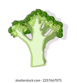 Broccoli, a side view in section, a head of a plant of the cabbage family, a small green tree. Isolated vector illustration on white background.