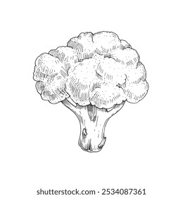 Mão de esboço de brócolis desenhada com tinta isolada sobre fundo branco. Ilustração vetorial do repolho de brócolis. Elemento de design para rótulo, receita para pratos vegetarianos