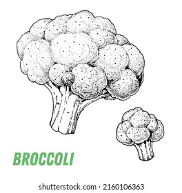 Broccoli sketch. Hand drawn vector illustration. Engraved image. Broccoli vegetable hand drawn sketch.