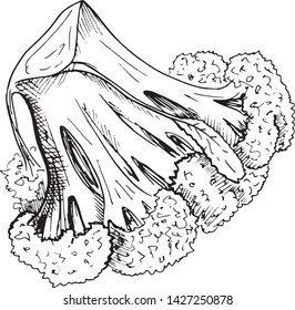 Broccoli sketch. Hand drawn vegetable broccoli, sketch style illustration, isolated on white background.