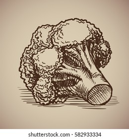 Broccoli in sketch style. Vector illustration. Drawn by hand. Vintage crops.