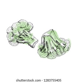 broccoli sketch vector,  isolated on white background
