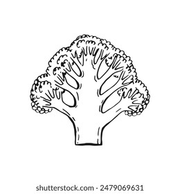 Broccoli slices. Hand drawn vector illustration.