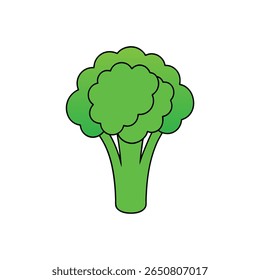 Broccoli stalk with florets fresh and textured green vegetable Vector illustration