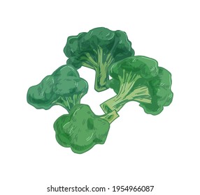 Broccoli with stalks and tops. Composition with brocoli with lush heads and stems. Green brocolli vegetables. Fresh healthy vegetarian food. Drawn vector illustration of veggies isolated on white