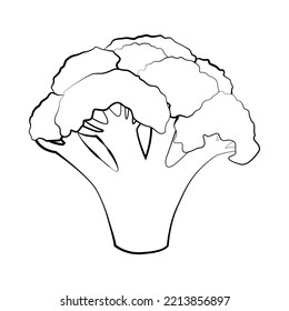 Broccoli in a thin line. Vector on a white background