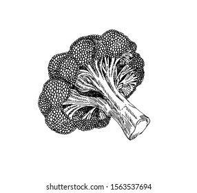 Broccoli vector cabbage in line art style.