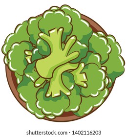 broccoli vector cartoon clipart design