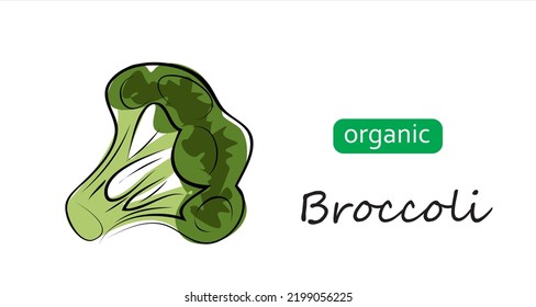 Broccoli vector doodle illustration. Art illustration organic broccoli.