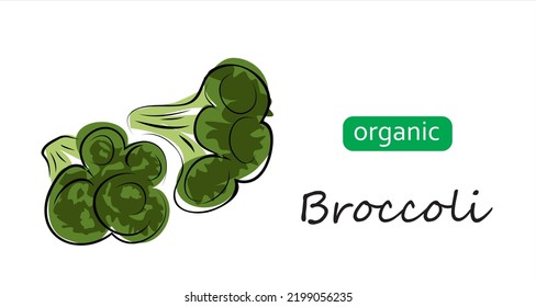 Broccoli vector doodle illustration. Art illustration with lettering organic broccoli.