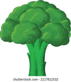 Broccoli vector. Broccoli floret. Broccoli vegetable illustration. Broccoli artwork. print on cards, mugs, posters, flyers, cloth, books and anywhere.