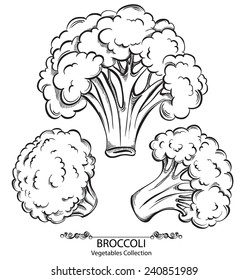 Broccoli. Vector hand drawn vegetables isolated on white background