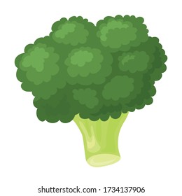 Broccoli vector icon.Cartoon vector icon isolated on white background broccoli.