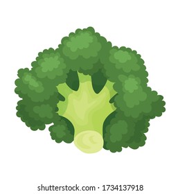 Broccoli vector icon.Cartoon vector icon isolated on white background broccoli.