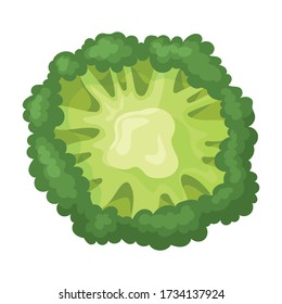 Broccoli vector icon.Cartoon vector icon isolated on white background broccoli.