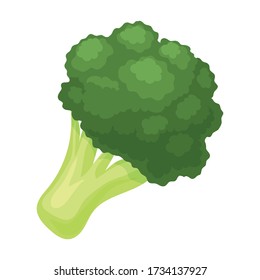 Broccoli vector icon.Cartoon vector icon isolated on white background broccoli.