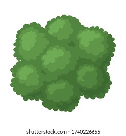 Broccoli vector icon.Cartoon vector icon isolated on white background broccoli.