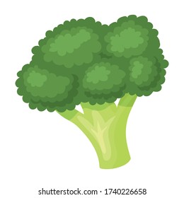 Broccoli vector icon.Cartoon vector icon isolated on white background broccoli.