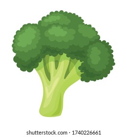 Broccoli vector icon.Cartoon vector icon isolated on white background broccoli.