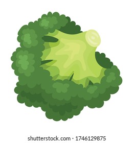 Broccoli vector icon.Cartoon vector icon isolated on white background broccoli.