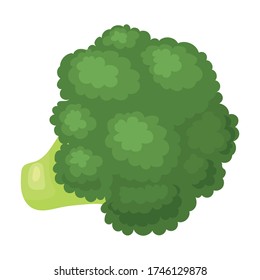 Broccoli vector icon.Cartoon vector icon isolated on white background broccoli.