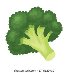 Broccoli vector icon.Cartoon vector icon isolated on white background broccoli.
