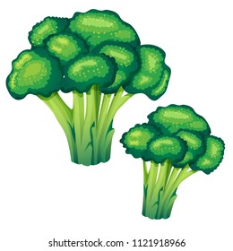 broccoli vector illustration