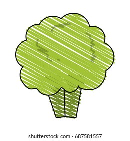 broccoli vector illustration