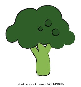 broccoli vector illustration