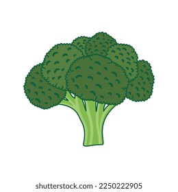 Broccoli vector illustration. Cartoon broccoli vegetable. Broccoli hand draw isolated.