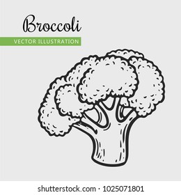 Broccoli  vector illustration. Engraving vegatable. Isolated Broccoli. Detailed vegetarian food. Farm market product.