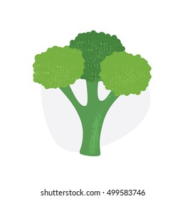 Broccoli. Vector illustration. Eps10