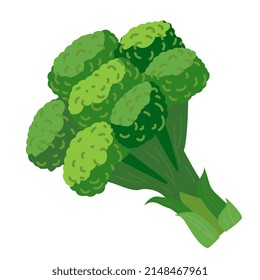 Broccoli vector illustration. Green Broccoli vegetable element in cartoon style isolated on white. 