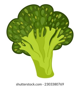 Broccoli. Vector illustration isolated on white background.